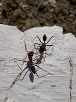 IMG_0916.jpeg