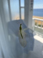 IMG_0820.jpeg