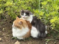 IMG_9747.jpeg