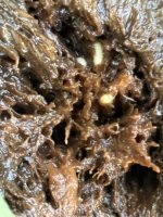 IMG_4438.jpeg