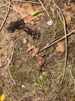 IMG_4370.jpeg