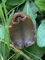 IMG_1167.jpeg