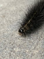 IMG_7225.jpeg