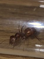 64187.jpg