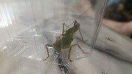 IMG-20260624-WA0057.jpeg
