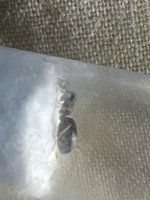 IMG_6693.jpeg