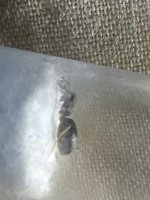 IMG_6694.jpeg