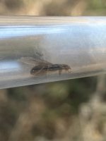 IMG_6703.jpeg
