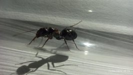 IMG_20260625_202053.jpg
