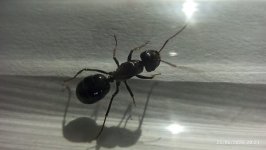 IMG_20260625_202104.jpg