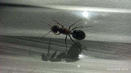 IMG_20260625_202046.jpg