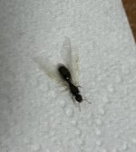 IMG_2341.jpeg