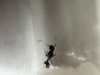 IMG_7623.jpeg