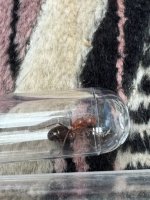 IMG_3396.jpeg