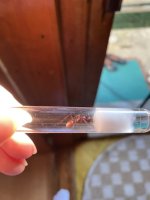IMG_2293.jpeg