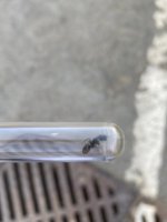 IMG_2301.jpeg