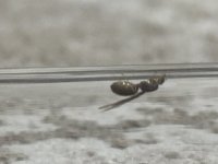 IMG_2061.jpeg