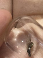 IMG_2045.jpeg