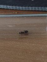 IMG_4976.jpeg