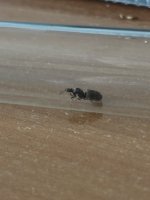 IMG_4975.jpeg