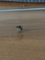 IMG_4971.jpeg