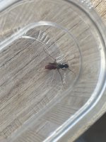 IMG_1098.jpeg