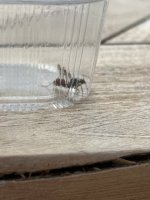 IMG_1097.jpeg