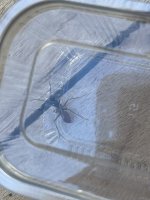 IMG_1096.jpeg