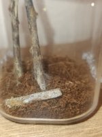Tarantula L1 teraryum.jpeg