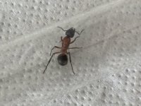 IMG_2468.jpeg