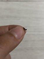 IMG_0765.jpeg