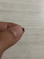 IMG_0762.jpeg