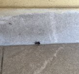 IMG_9548.jpeg