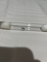 IMG_3137.jpeg
