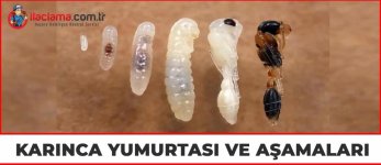 karınca.jpg