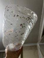 IMG_2105.jpeg