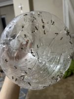 IMG_2104.jpeg
