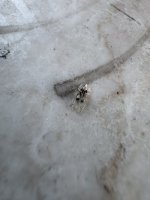 IMG_1765.jpeg