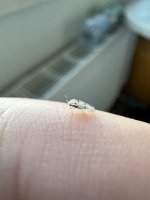 IMG_1787.jpeg
