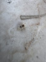 IMG_1761.jpeg