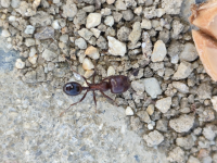 görsel_2026-07-01_215540615.png