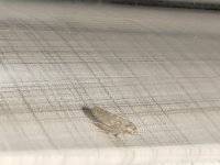 IMG_20260701_222627.jpg