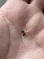 IMG_6383.jpeg