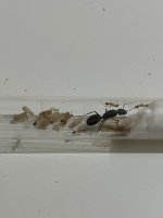 IMG_3460.jpeg
