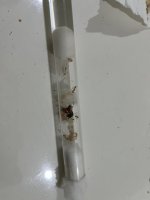IMG_3458.jpeg
