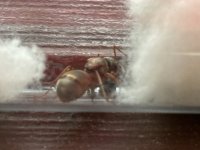 IMG_2542.jpeg