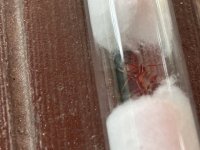 IMG_2543.jpeg
