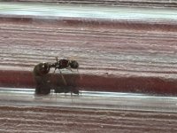 IMG_2547.jpeg
