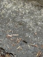 IMG_0209.jpeg