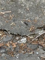 IMG_0208.jpeg
